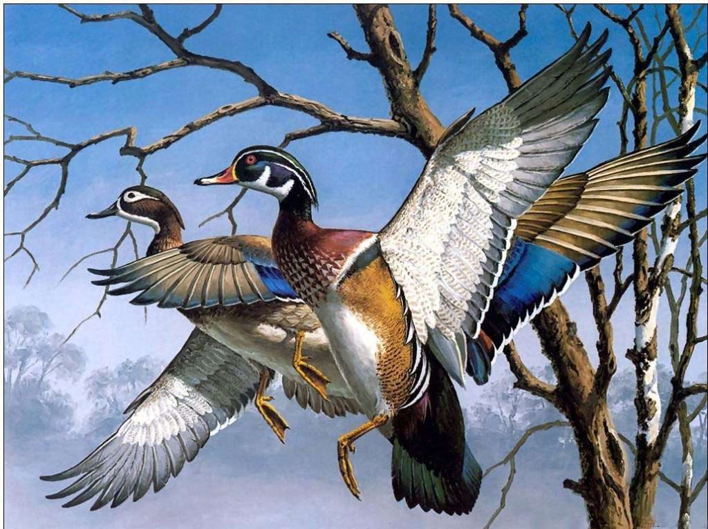 Famous Bird Painting At Paintingvalley Com Explore Collection Of