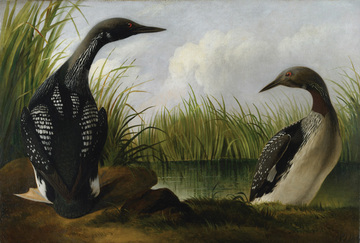 Famous Bird Painting at PaintingValley.com | Explore collection of ...