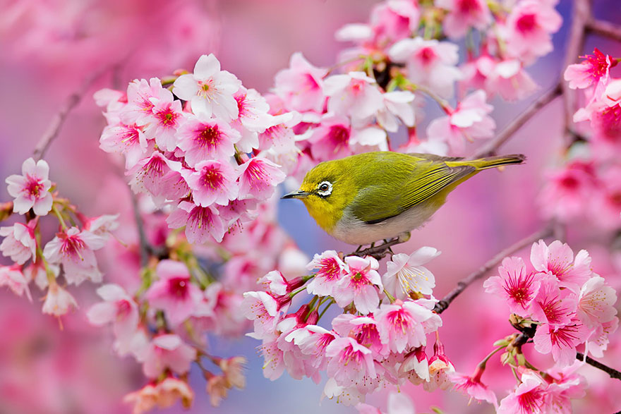 880x587 21 Of The Most Beautiful Japanese Cherry Blossom Photos Of 2014 - Famous Cherry Blossom Painting