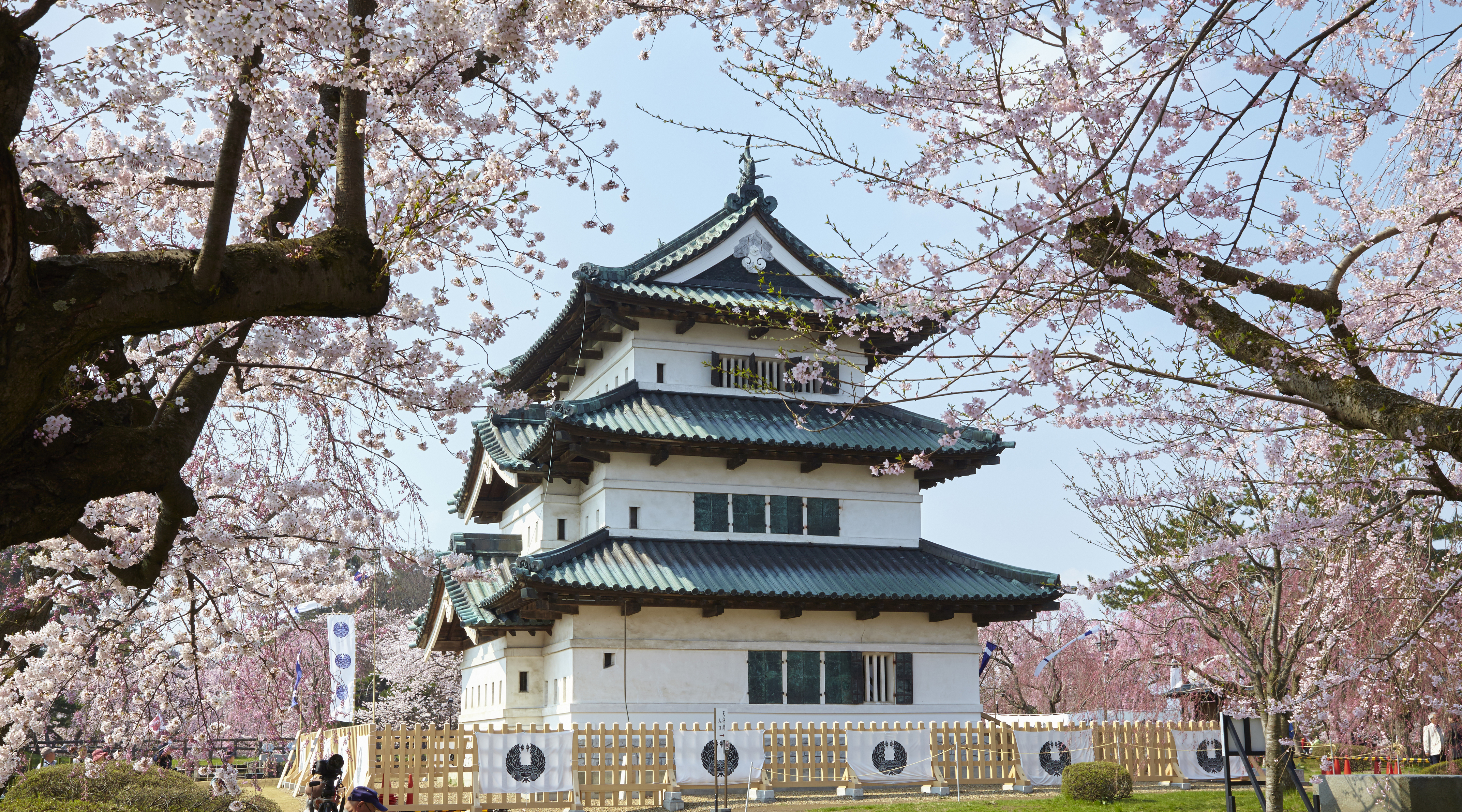 4288x2382 Where To See Cherry Blossoms - Famous Cherry Blossom Painting