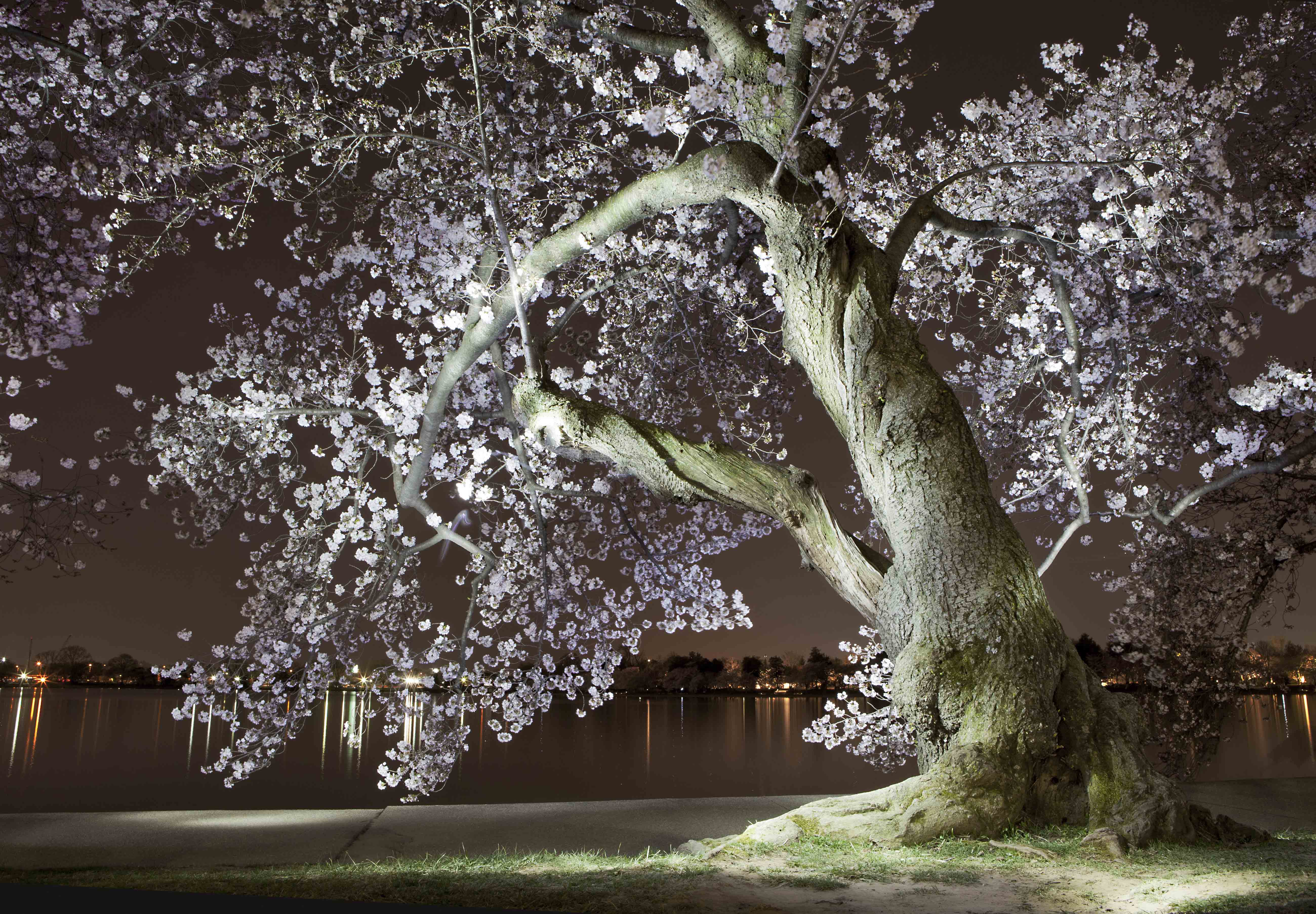 Famous Cherry Blossom Painting At PaintingValley Com Explore Collection Of Famous Cherry