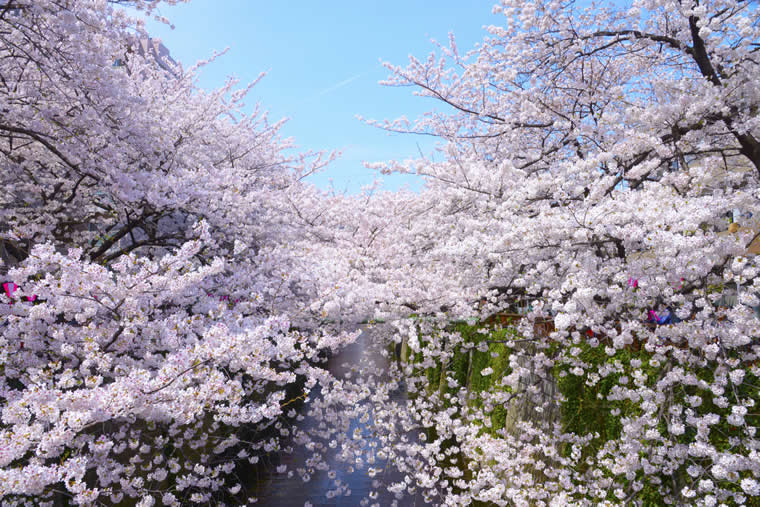 760x507 10 Places In Tokyo To See Cherry Blossoms This Spring - Famous Cherry Blossom Tree Painting