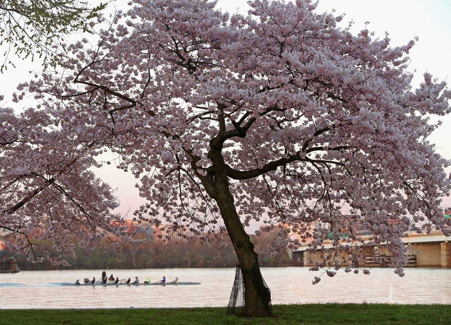 900x649 Cherry Blossoms Paint Washington, D.c., Pink Mnn - Famous Cherry Blossom Tree Painting