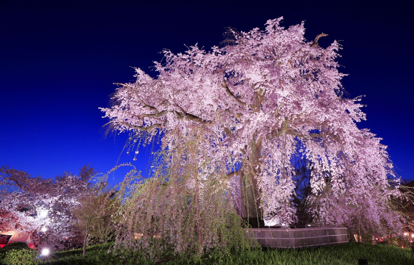 Про цветущие деревья. Сакура черри блоссом дерево. Сакура сидарезакура. Япония дерево Сакура. Сакура плакучая.