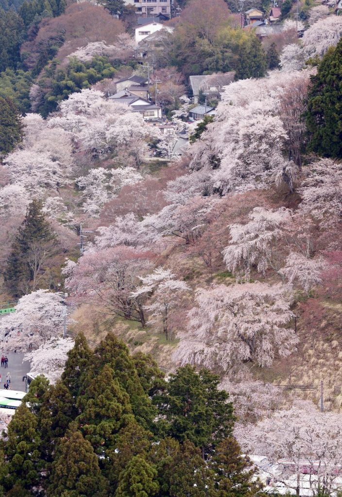 Famous Cherry Blossom Tree Painting at PaintingValley.com | Explore ...