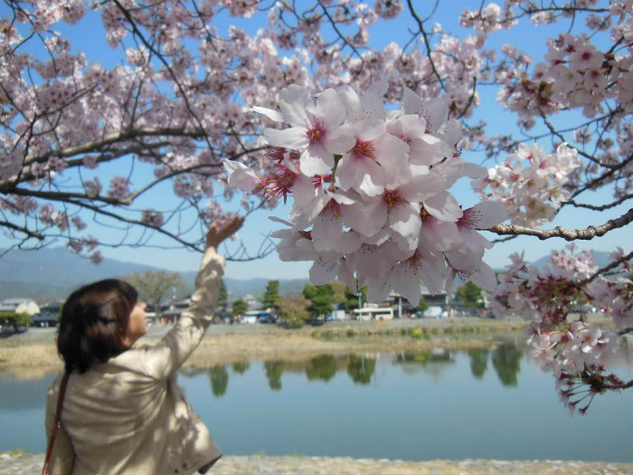 700x525 Significance Of Sakura Cherry Blossom Traditions In Japan - Famous Cherry Blossom Tree Painting