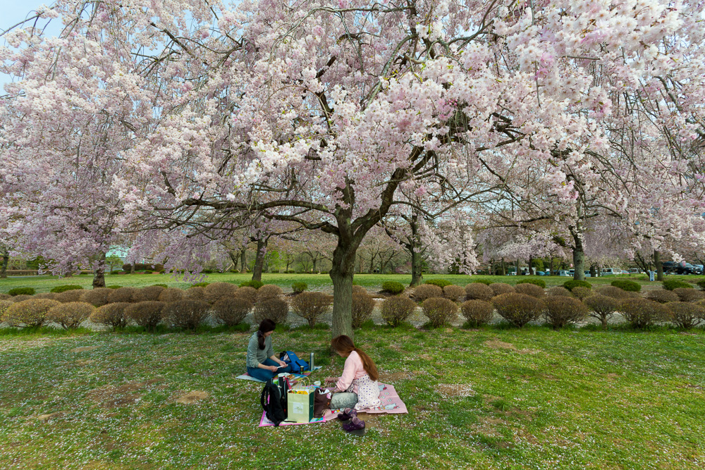 1000x667 Most Stunning Sakura Cherry Blossom Photos Around Japan - Famous Cherry Blossom Tree Painting