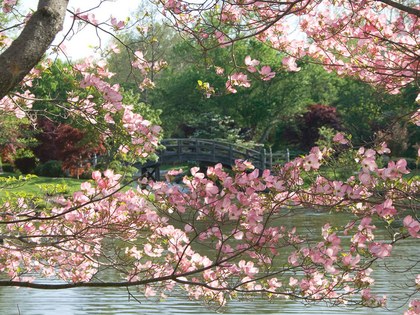 420x315 Where To See Cherry Blossoms In The U.s., Besides D.c. - Famous Cherry Blossom Tree Painting
