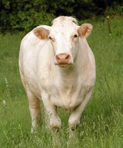 250x301 7 Cows That History Won'T Soon Forget Mnn - Famous Cow Painting