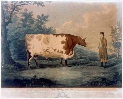 498x400 A Matter Of Good Breeding - Famous Cow Painting