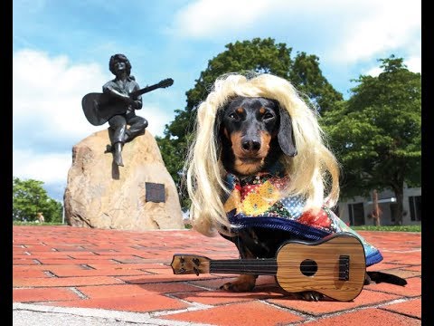 480x360 Crusoe The Celebrity Dachshund Visits The Smoky Mountains ( Full - Famous Dachshund Painting