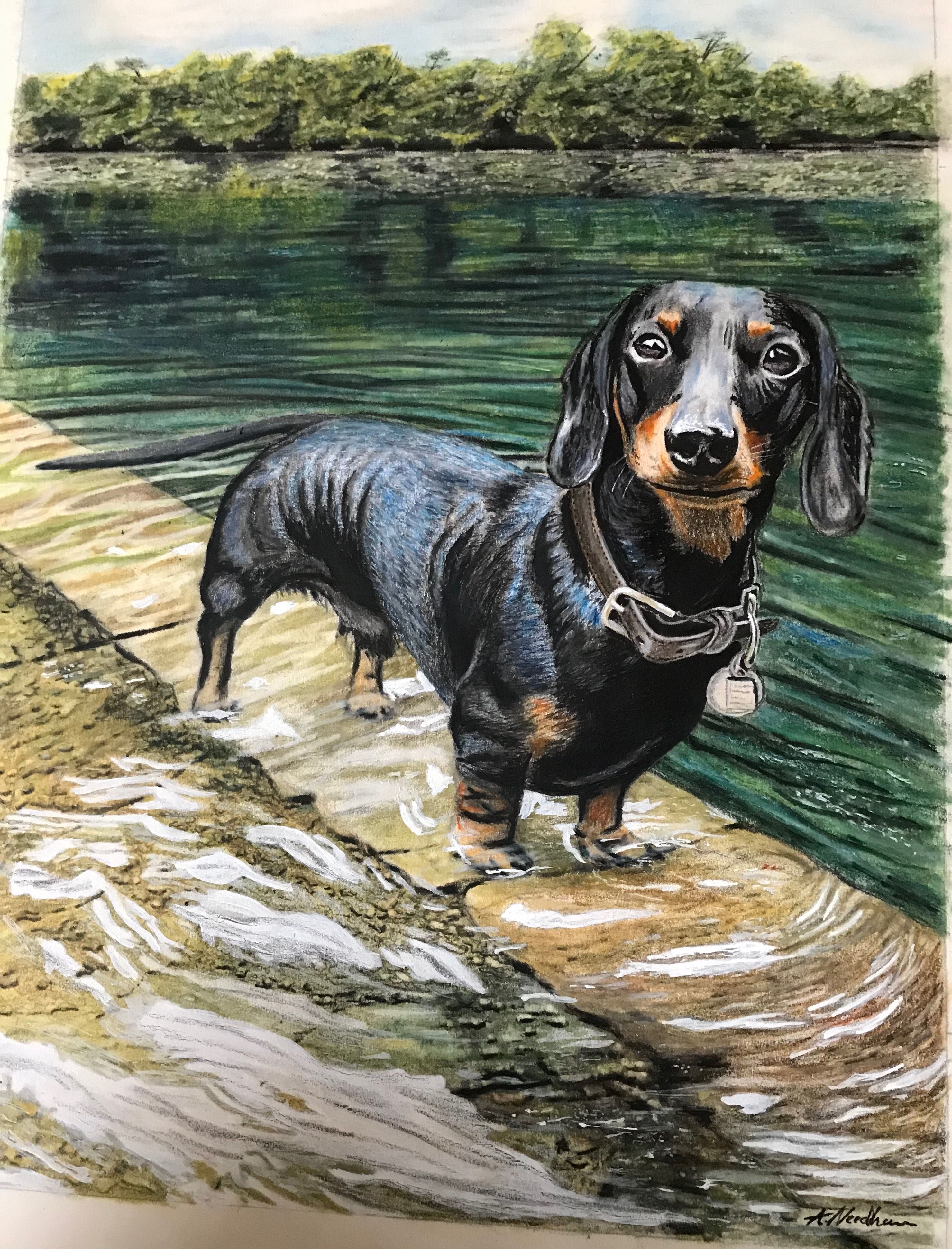 2960x3881 Crusoe The Famous Dachshund Anthony Needham Pencil And Ink 2018 - Famous Dachshund Painting