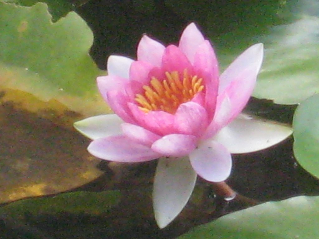 1024x769 Famous Flower Painting Artists Flower Paintings By Famous Artists - Famous Flower Painting