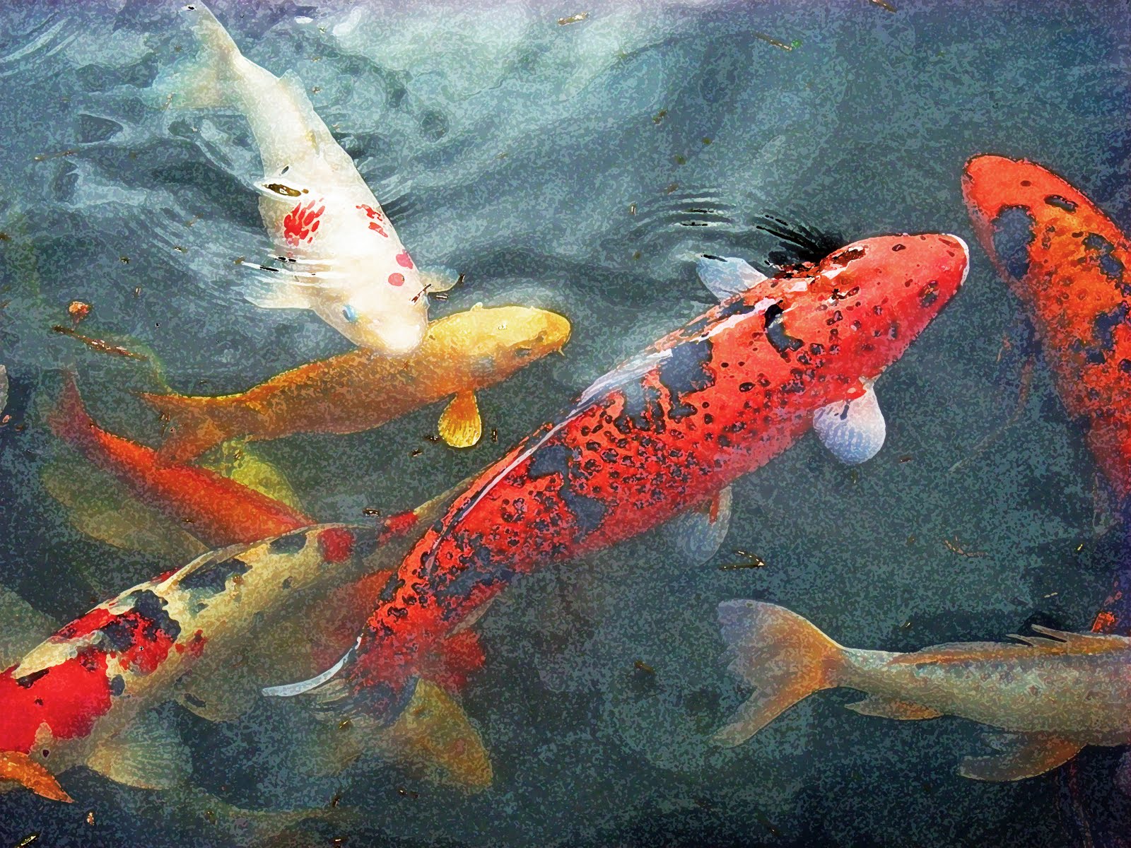 1600x1200 Mudbay Musings Oh Boy - Famous Koi Fish Painting