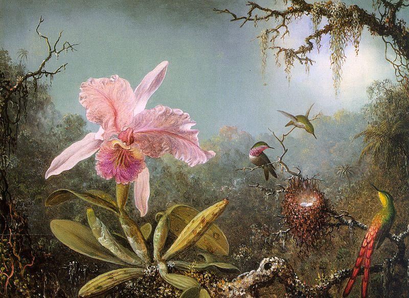 800x582 Martin Johnson Heade Cattelya Orchid And Three Brazilian - Famous Orchid Painting