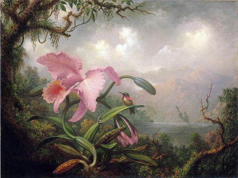 800x601 Martin Johnson Heade Orchid And Hummingbird Painting Framed - Famous Orchid Painting