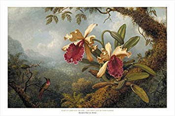 355x235 Orchids And Hummingbirds By Martin Johnson Heade 24x36 - Famous Orchid Painting