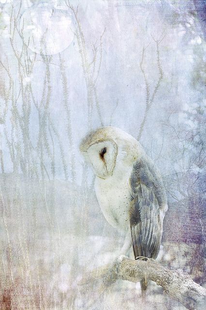 426x640 Ghost Owl Owl, Owl Art And Bird - Famous Owl Painting