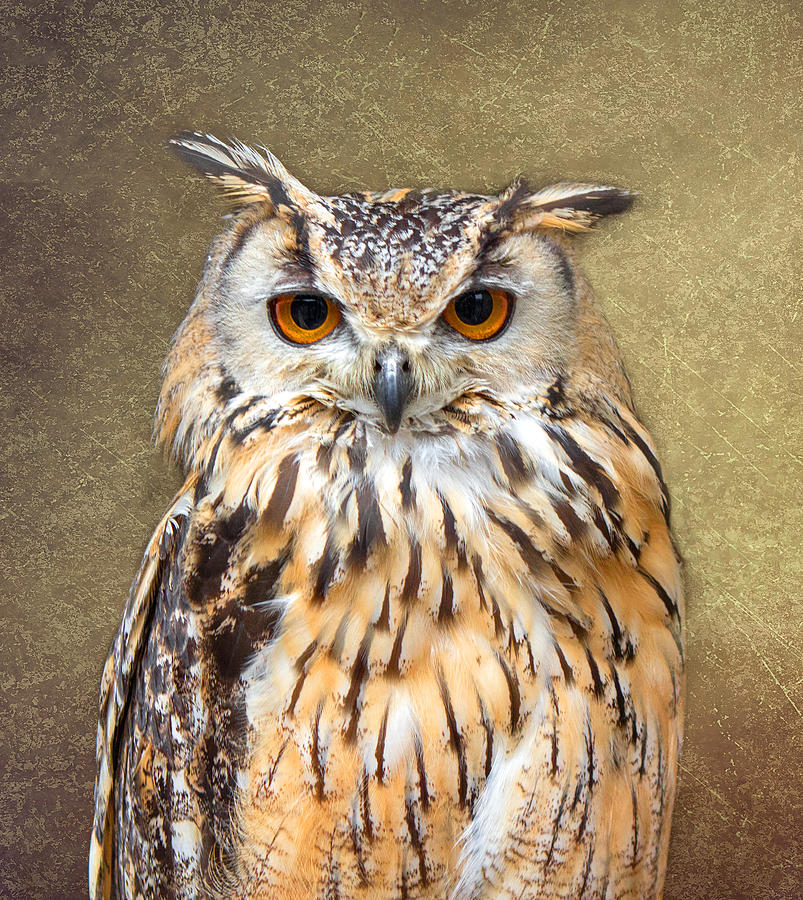 803x900 Indian Eagle Owl Photograph By Fiona Messenger - Famous Owl Painting