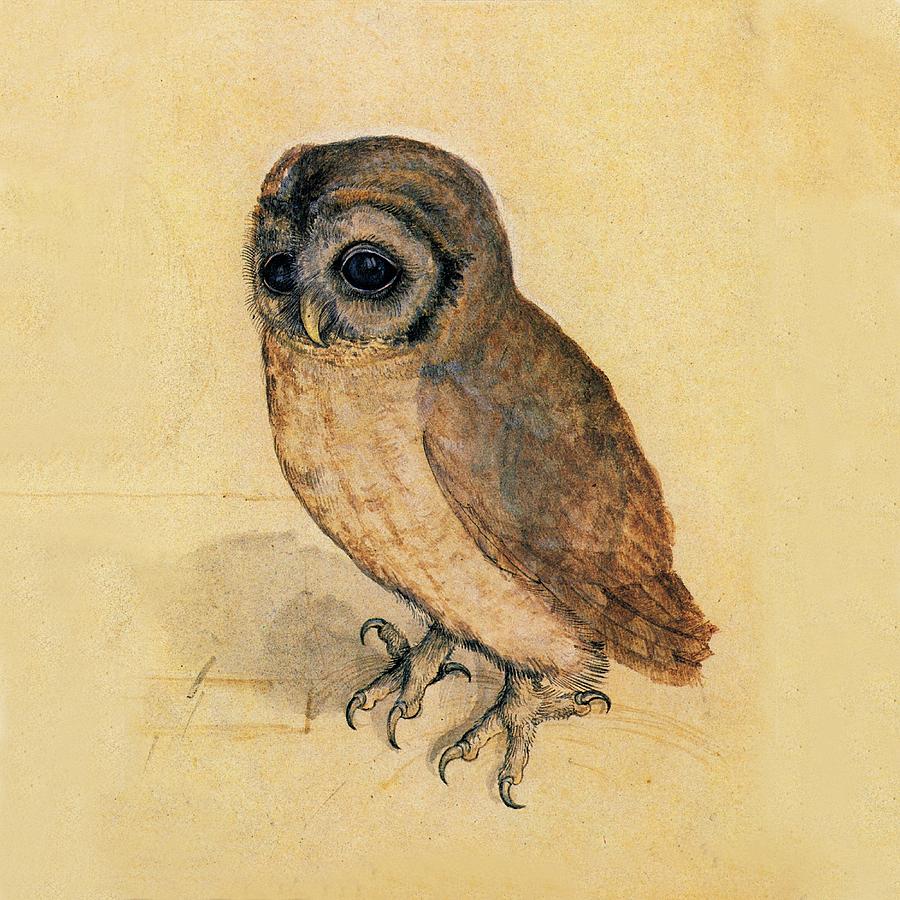 900x900 Little Owl Painting By Albrecht Durer - Famous Owl Painting