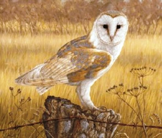 534x456 Unknown Artist Owl Painting Best Paintings For Sale - Famous Owl Painting