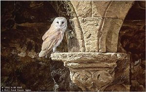 300x189 Alan M Hunt Birdies Wildlife Art, Paintings - Famous Owl Painting