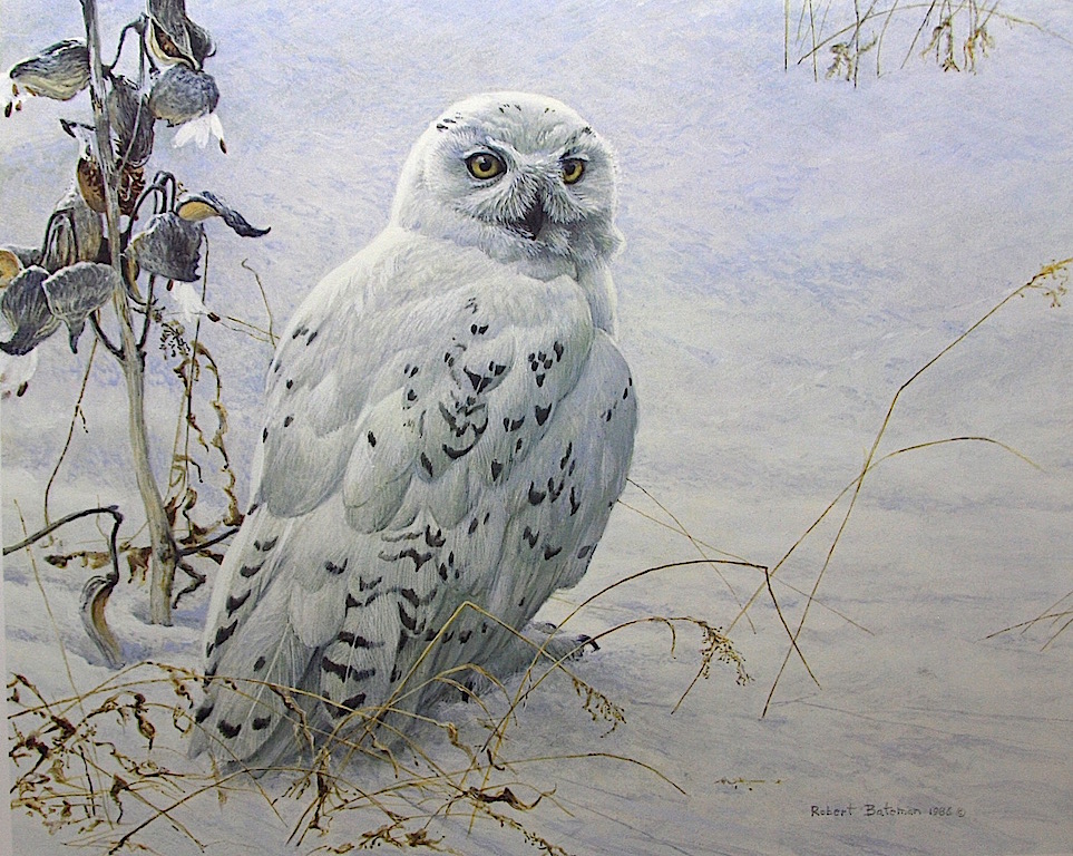 963x768 Art Country Canada Robert Bateman Snowy Owl And Milkweed Offset - Famous Owl Painting