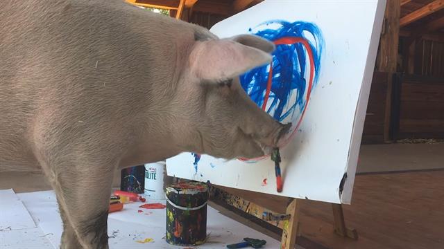 640x360 Watch South Africa's Pigcasso, The Famous Painting Pig, - Famous Pig Painting