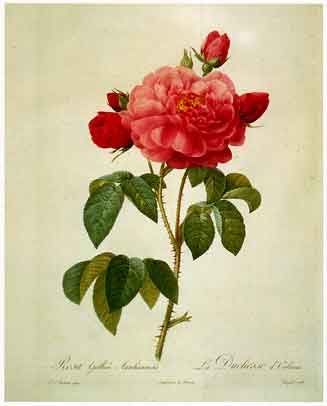 327x406 Pin By Kat's Studio On Art (Clip, Real, Visual, Etc) - Famous Rose Painting