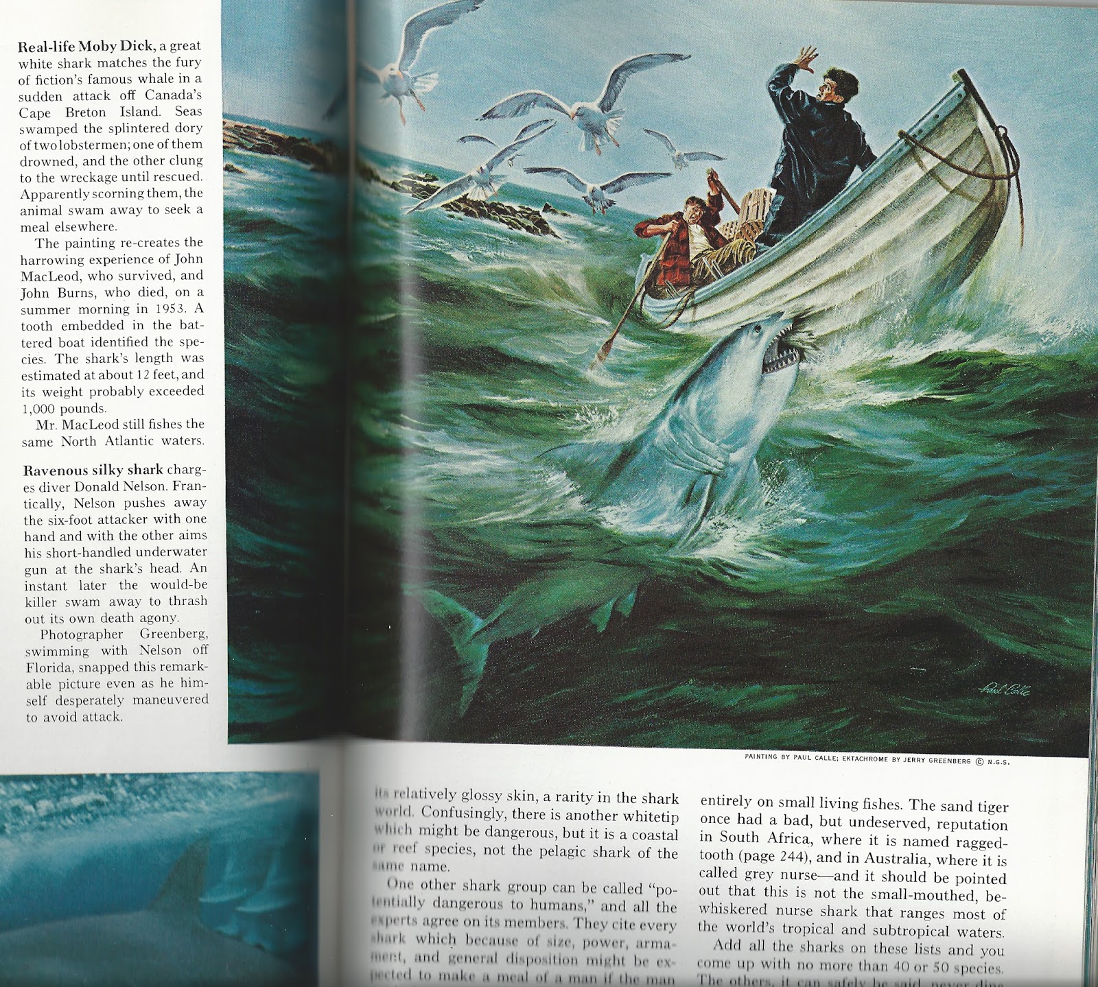 1600x1439 The Haunted Closet National Geographic, Vol. 133, No.2, February - Famous Shark Painting
