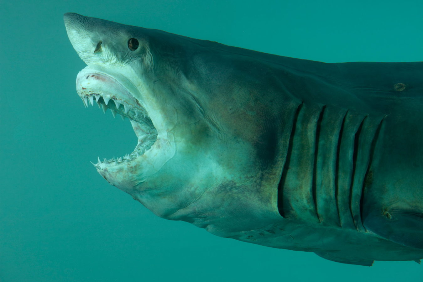 1350x900 The Story Of Damien Hirst's Famous Shark - Famous Shark Painting