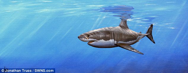 634x247 Artist Jonathan Truss Goes Face To Face With Killer Sharks So - Famous Shark Painting