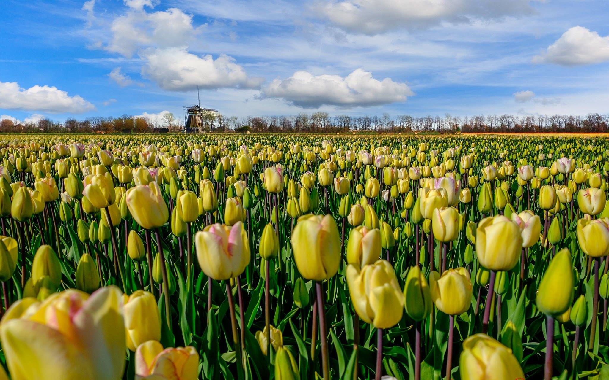 2048x1281 Seven Interesting Facts About Tulips Heavenly Holland - Famous Tulip Painting