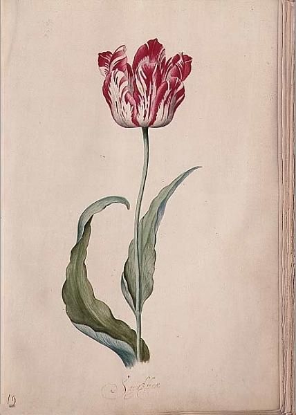 428x600 Top 10 Flower Paintings By Famous Old Masters Haarlem, Dutch - Famous Tulip Painting