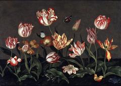 240x172 Why Are Tulips Common In Dutch Art Amsterdam Tulip Museum - Famous Tulip Painting