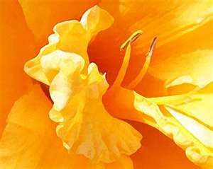 300x239 Yellow Lily Macro 600 Dry Brush Painting Final Georgia, Georgia - Famous Yellow Flower Painting