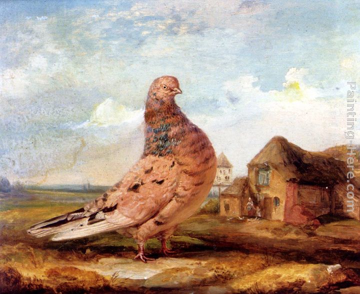 720x588 James Ward A Fancy Pigeon Painting Anysize 50% Off - Fancy Painting