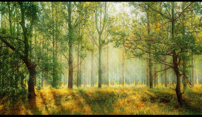 650x379 Fantasy Forest Large Light Living Room Bedroom Wall Painting Mural - Fantasy Forest Painting