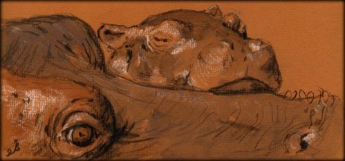 499x233 Hippo Baby Africa Animal Wildlife Original Art Watercolor Painting - Fat Baby Painting