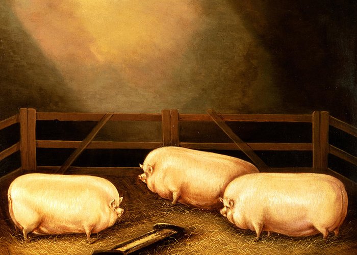 700x500 Fat Pig Art Fine Art America - Fat Pig Painting