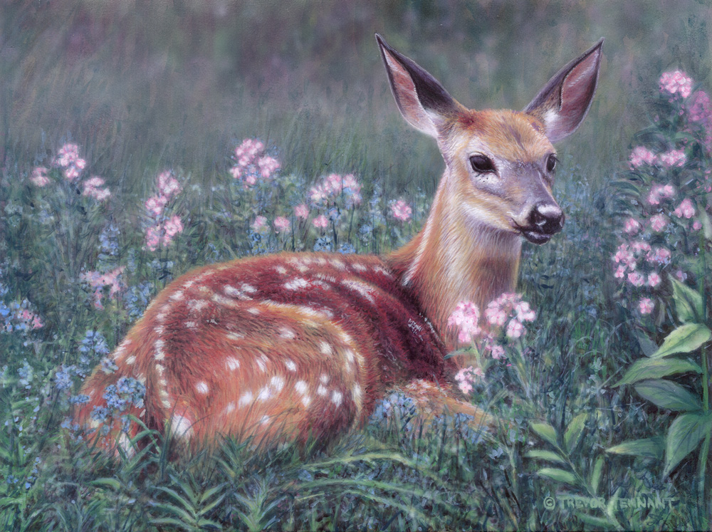 1000x747 Fawn Painting By Trevor Tennant - Fawn Painting