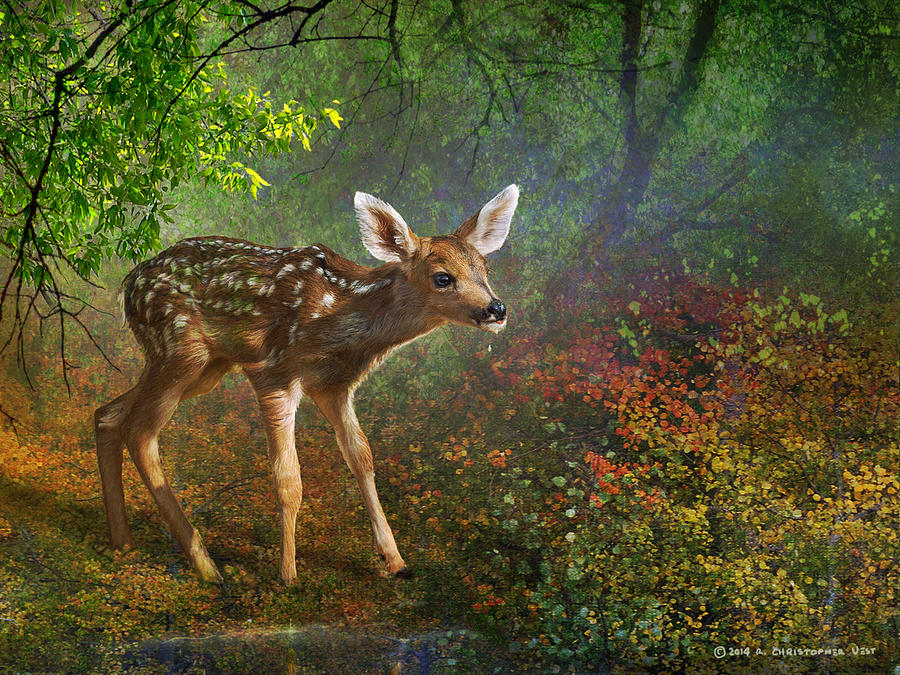 900x675 Forest Fawn Painting By R Christopher Vest - Fawn Painting