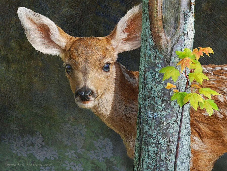 900x676 Into The Light Mule Deer Fawn Painting By R Christopher Vest - Fawn Painting