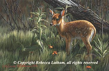 366x239 Whitetail Fawn - Fawn Painting