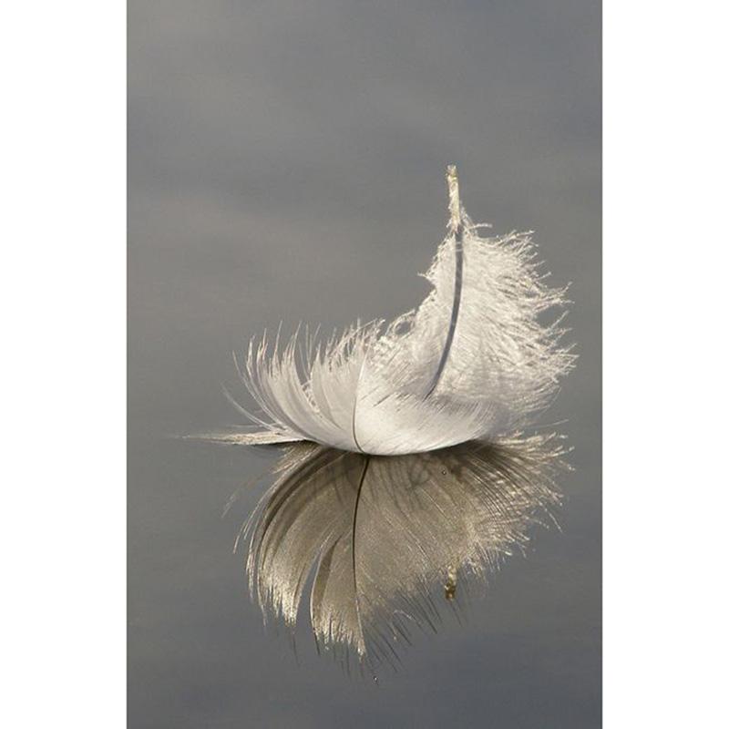 800x800 White Feather Diy Diamond Painting Embroidery 5d Cross Stitch - Feather Painting