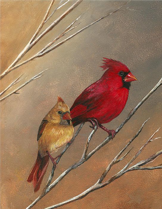 544x699 Male And Female Cardinal Painting - Female Cardinal Painting