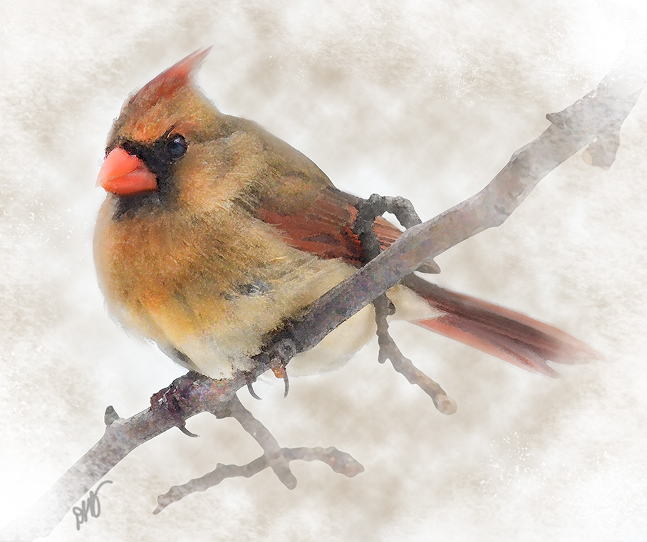 908x761 Birds Feeding In Winter Leads To Digital Art Garden Walk Garden Talk - Female Cardinal Painting