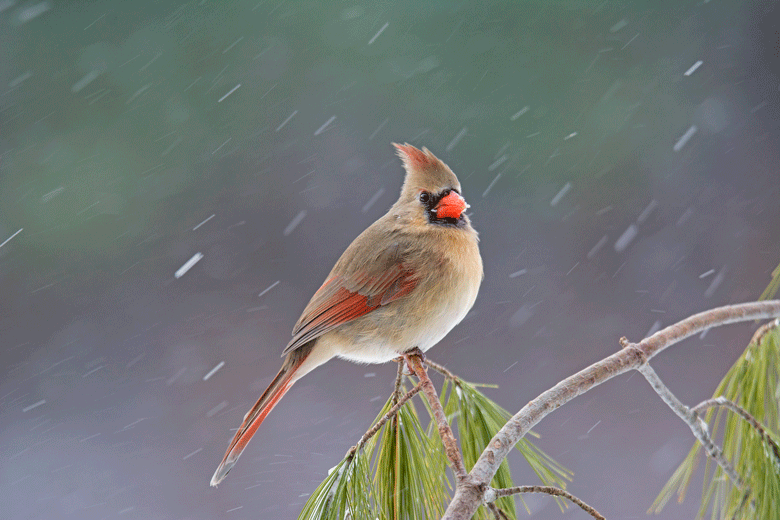 780x520 Northern Cardinals Philip Schwarz Photography Blog Page 720 - Female Cardinal Painting