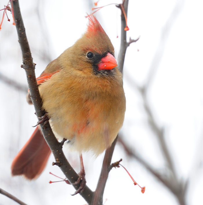 700x709 Red And The Peanut All Of The Beauty None Of The Flash - Female Cardinal Painting