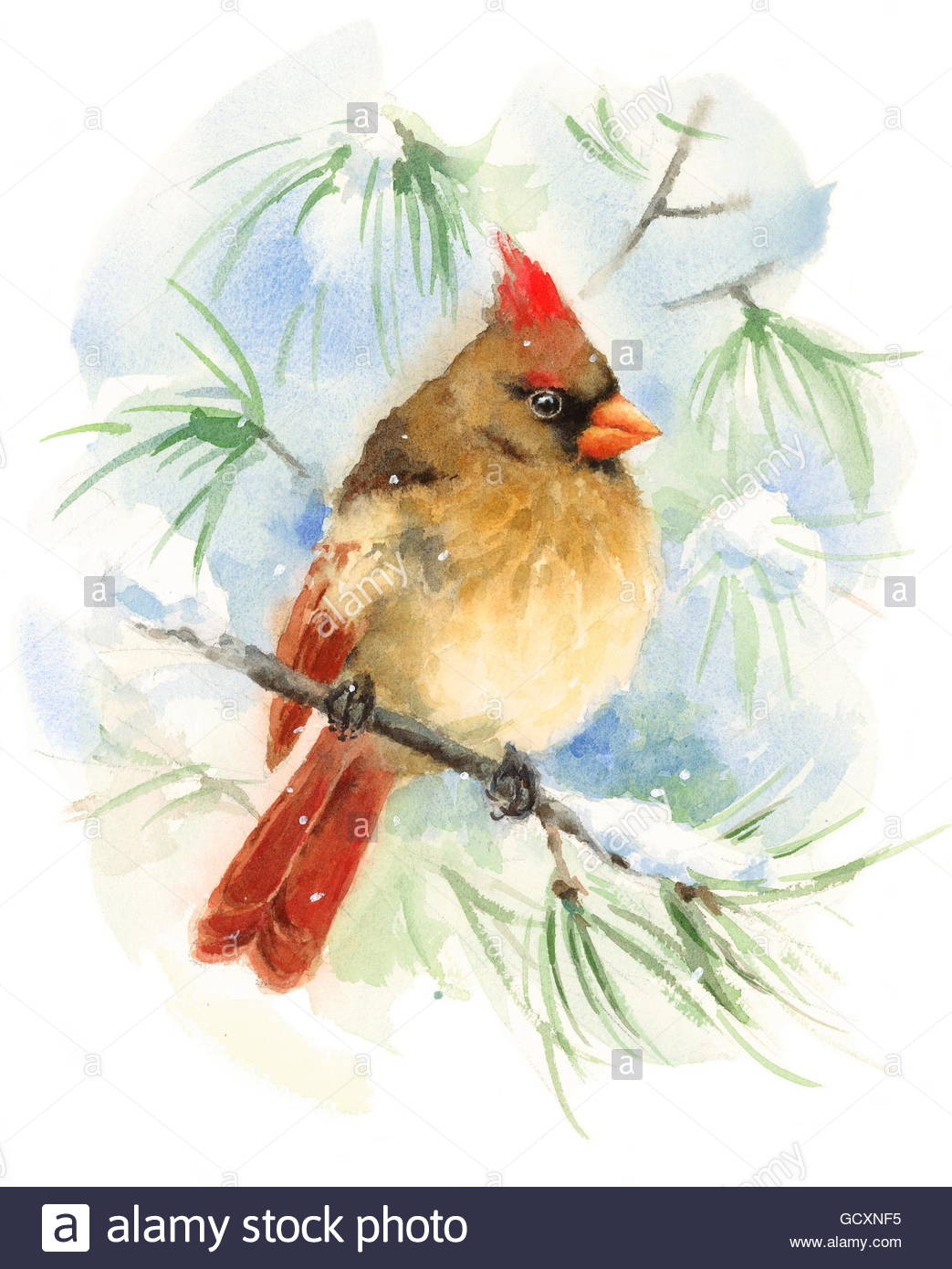 1043x1390 Watercolor Bird Female Cardinal Hand Painted Winter Snow - Female Cardinal Painting